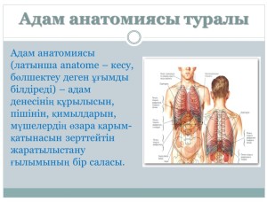 Адам анатомиясы туралы