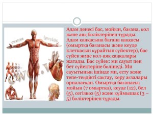 Адам анатомиясы