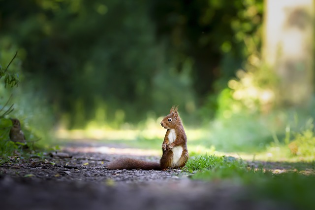 squirrel